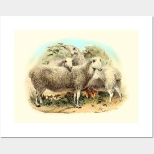 Sheep Cute Animal Illustration Posters and Art